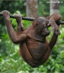 Monkey Poo (animated)