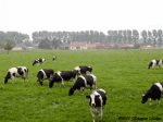 If animals were 1337 (animated)