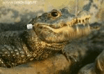 Clapping Jaws (animated)