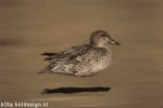 Duckie 1 (animated)