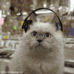 The Record Store Cats