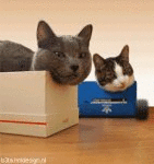 Bumping Cats (animated)