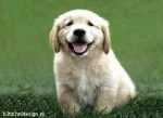 Puppy (animated)