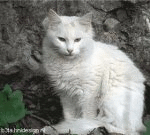 How Persians are made (animated)