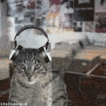 The Record Store Cats