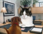 You have failed my for the last time (animated)