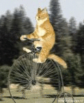 Velo cat (animated)