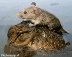 Silly Mouse (animated)