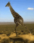 Gira (animated)