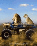 The Lions (animated)