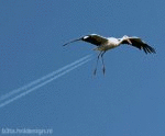 Bird jet (animated)