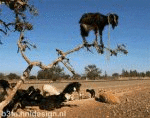 Suicide Goat (animated)