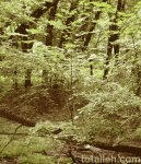 Owl! (animated)
