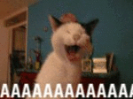 AAAAAAAAAA! (animated)