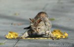 Kitty Carpenter