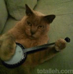 Banjo Cat (animated)