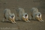 Aww, Bored foxies want to play? (animated)